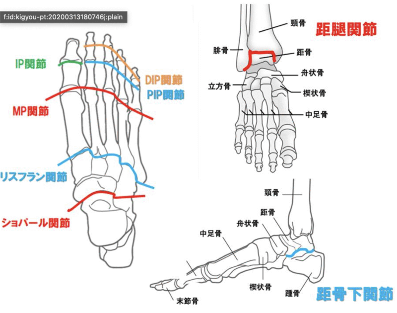 戸田市のパーソナルジムHealthyの足関節についてのブログ