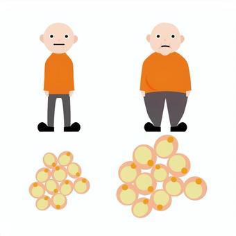 戸田市のパーソナルジムHealthyのブログ:脂肪細胞と痩せやすさ:脂肪細胞の比較